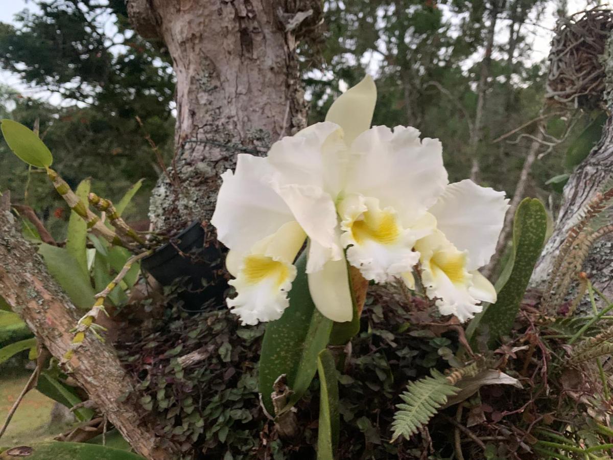 Natal e ano novo e férias na Casa maravilhosa da serra casa inteira Teresópolis Exterior foto